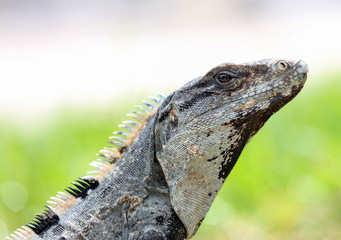 Spiny Tailed Iguana