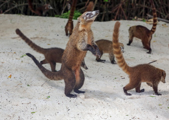 Coati