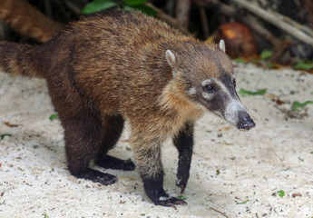 Coati