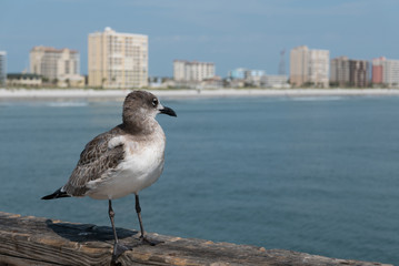 A seagull overlooking Jacksonville Beach, Florida