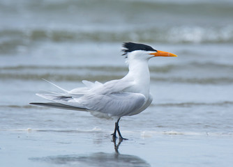 Fototapeta na wymiar Royal Tern