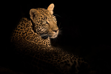 Fototapeta premium Leopard lay down in darkness to rest and relax