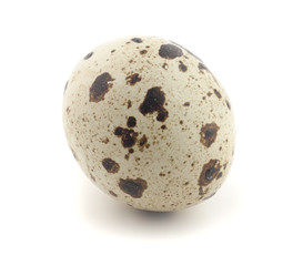 Obraz premium One quail egg