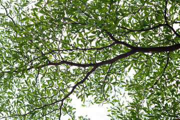 Fototapeta premium Black and white texture of tree