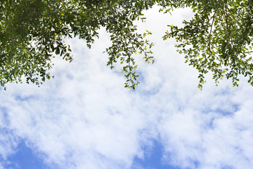 Green leave  on clear blue sky for background texture