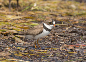 Semipalmated Plover