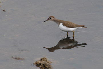Flussuferläufer (Actitis hypoleucos)