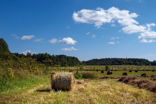 Haystacks in the field. Coil of hay.  Panorama of rural beauty. Rural landscape. Autumn, harvest. Mowed hay. Farmland. Mowed grass. Crop.