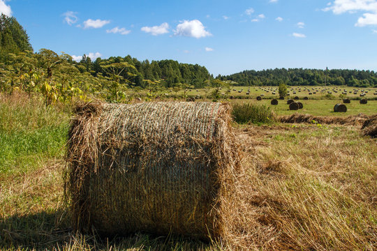 Landscape panoramic field. Haystack in the field. Coil of hay.  The rural landscape. Autumn, harvest. Mowed hay. Farmland. Mowed grass.