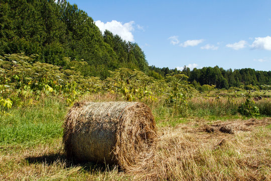 Haystack in the field. Coil of hay.  Panorama of rural beauty. The rural landscape. Autumn, harvest. Mowed hay. Farmland. Mowed grass.
