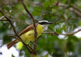 Great Kiskadee
