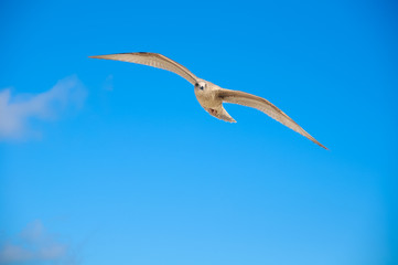 Möwe im Segelflug