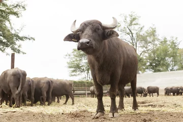 Gordijnen Buffels fokken © talitha