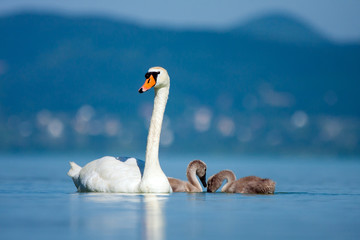 Parent swan with young chicks.