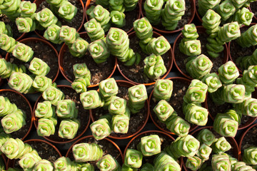 fat plants