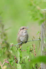 Junger Neuntöter (Lanius collurio)