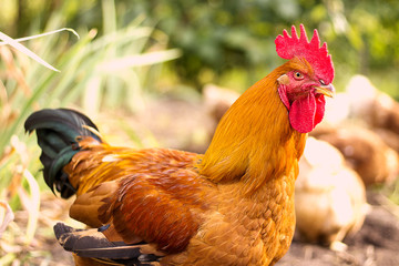 Beautiful Rooster and Hens on nature background