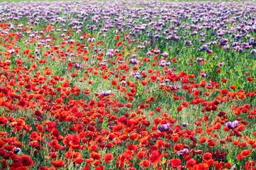 Landscape of poppy flower field.