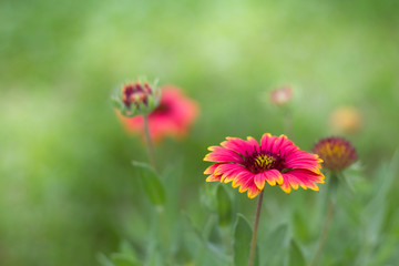 Gaillardia pulchella flower in gardent