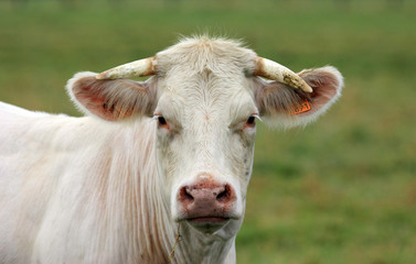 la vache