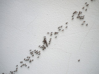 Black ants are following each other in a chain