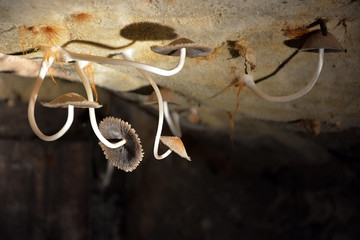 Poisonous mushrooms growing on the wall of the cave