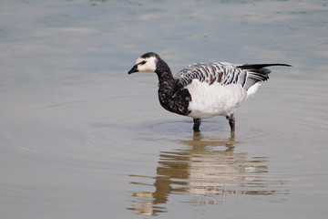 Weißwangengans (Branta leucopsis)