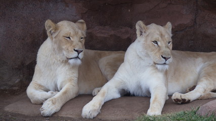Sisters