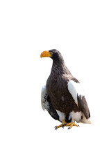 Eagle