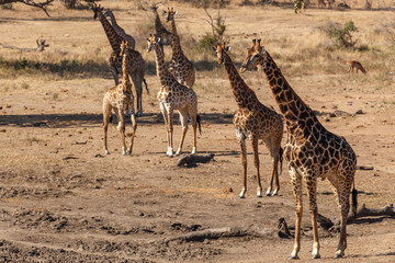 Giraffes Kruger National Park
