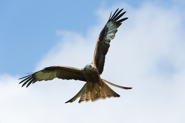 Red Kite (Milvus Milvus)/Red Kite flying through bright summer sky