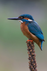 Kingfisher (Alcedo Atthis)/Kingfisher perched on large mullein seed head
