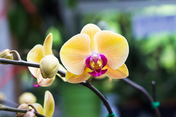 Phalaenopsis,Moth Orchid flowers,beautiful with yellow flowers o - obrazy, fototapety, plakaty