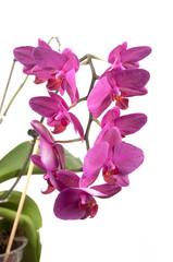 Fototapeta premium Phalaenopsis orchid flowers (butterfly orchid)