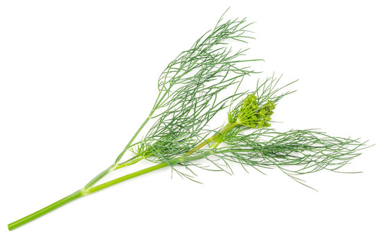 Fennel isolated