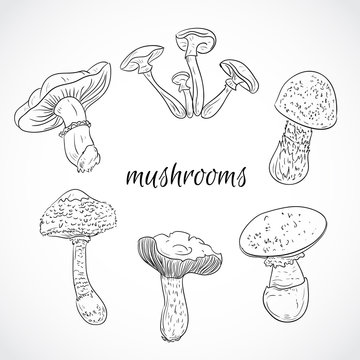 Set with a variety of vintage mushrooms. Collection of retro black and white hand drawn vector illustration. Card, print, postcard, poster.