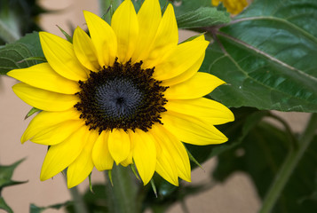 Sonnenblume