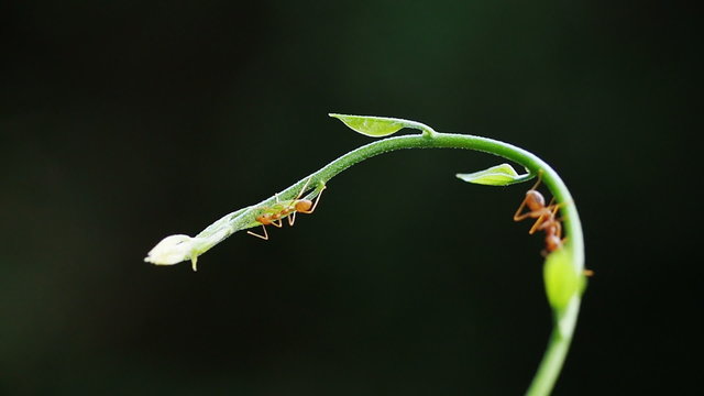 Macro close up, red weaver ant working on green tree leaves.
