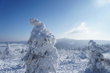 Winterlandschaft/dick bereifte Fichten auf dem Fichtelberg, im Hintergrund der Klinovec im...