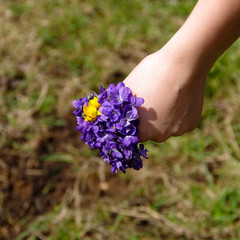 Fototapeta na wymiar Posy of flowers Viola odorata