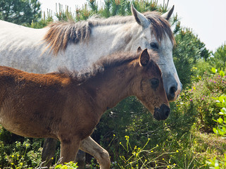 mare with foal in herd