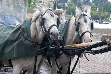 Obraz premium Horse buggies in islands of istanbul