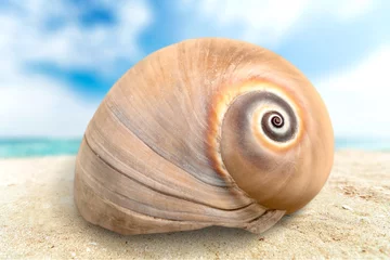 Poster Sea shell. © BillionPhotos.com