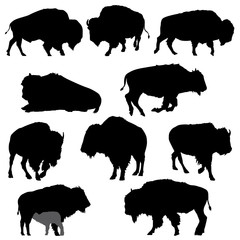 Set of American Bison Silhouettes- Vector Image © nele82