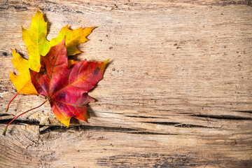 Naklejka na ściany i meble Autumn background with colored leaves