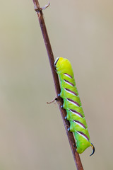Privet Hawk Moth - Sphinx ligustri
