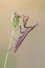 European mantis