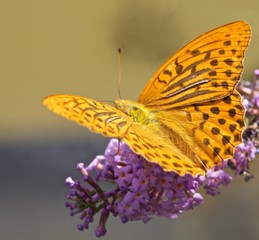 farfalla leopardata - su fiore di buddleja davidii