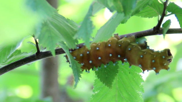 Saturnia pyri catterpillar