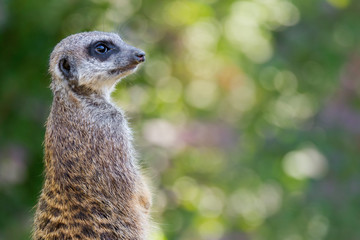 Suricata suricatta